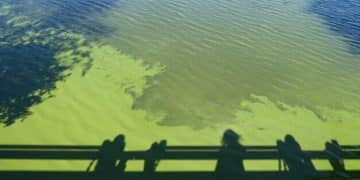 Can Algae Biofuel Production Become Cost-Competitive by 2026? - Cover Image