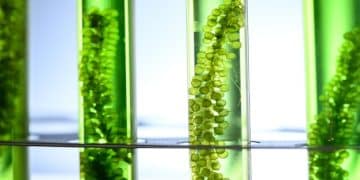 Enhancing Biofuel: How Bioreactors Revolutionize Algae Production - Cover Image