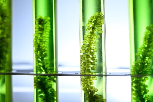 Enhancing Biofuel: How Bioreactors Revolutionize Algae Production