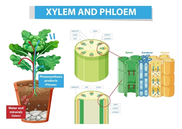 A detailed diagram illustrating the components of a tubular photobioreactor. The diagram should clearly label the algae culture, light source, nutrient supply, gas exchange system (CO2 input and O2 output), temperature control system, and sensors for monitoring pH and dissolved oxygen.
