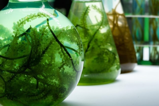 Close-up of various strains of algae in laboratory flasks, highlighting the diversity in color and texture, with scientific equipment in the background, illustrating the ongoing research and development efforts in algae biofuel technology.