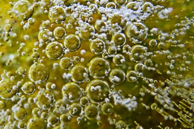 Microscopic image of algae cells with visible lipid droplets, highlighting the oil-rich content suitable for biofuel production.