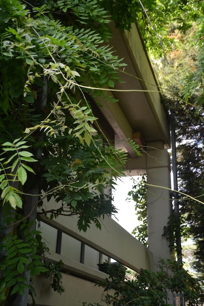 A well-landscaped home with strategically placed trees providing shade, vines covering walls for insulation, and a rain garden collecting water. The garden is thriving with a variety of plants and flowers.