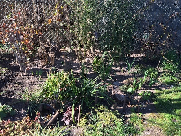 A drought-resistant garden with various native plants and mulch, illustrating water conservation landscaping.