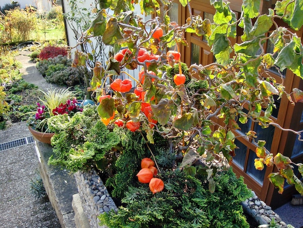Maximize Your Impact: Sustainable Gardening for a Greener Planet