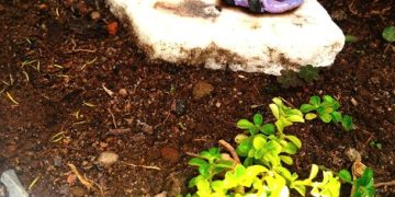 Sustainable Landscaping: Your Guide to an Eco-Friendly Yard - Cover Image