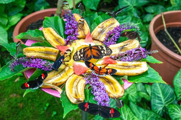 A close-up of a diverse group of pollinators (bees, butterflies, hummingbirds) gathered around a collection of brightly colored native wildflowers in a garden.