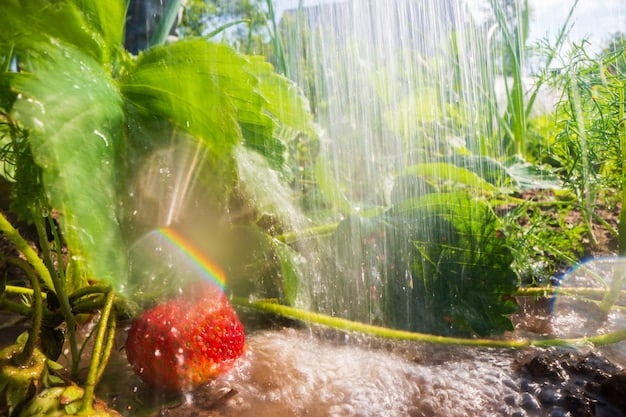 Rainwater Harvesting: Collect Rainwater for Your Garden
