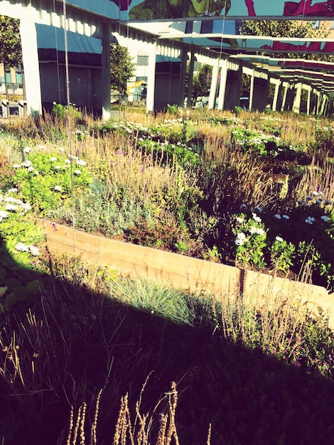 Sustainable Gardening: Grow Food, Reduce Your Carbon Footprint