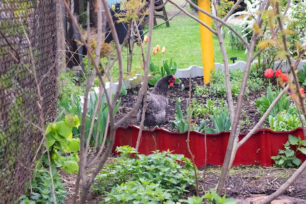 A well-organized backyard garden featuring raised beds filled with a variety of vegetables and herbs. The garden is surrounded by a wooden fence and includes a compost bin in one corner. A rainwater harvesting system is visible, collecting water from the roof.