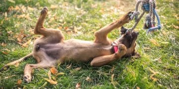 Sustainable Pet Care: Eco-Friendly Tips for a Greener Pet Lifestyle - Cover Image