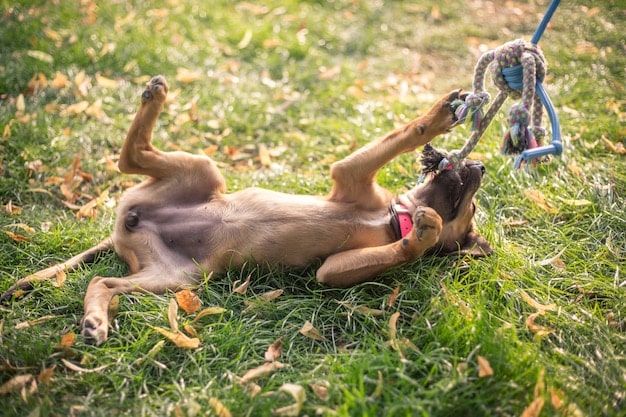 Sustainable Pet Care: Eco-Friendly Tips for a Greener Pet Lifestyle