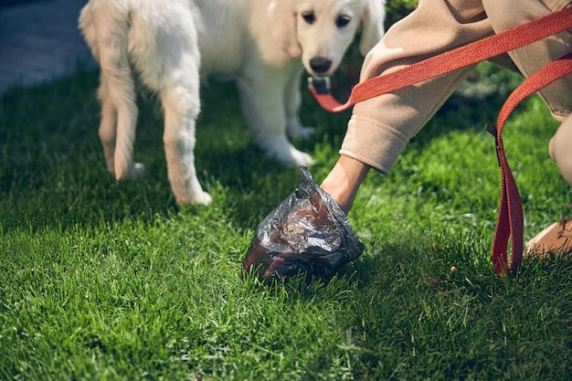 A close-up of a compostable pet waste bag filled with dog poop being dropped into a composting bin in a backyard garden. The bin is surrounded by lush greenery, highlighting the eco-friendly aspect of composting pet waste.