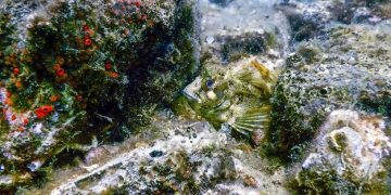 Ocean Acidification: Threats to US Fisheries and Marine Ecosystems - Cover Image