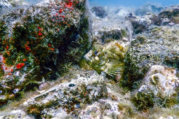 Ocean Acidification: Threats to US Fisheries and Marine Ecosystems