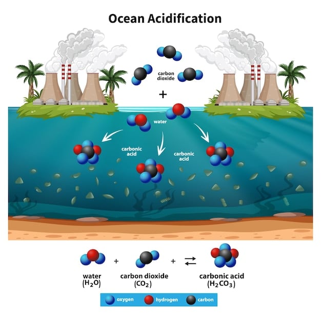 A graphic representation of the chemical reactions involved in ocean acidification, showing CO2 dissolving in seawater to form carbonic acid, which then dissociates into bicarbonate and hydrogen ions, emphasizing the increase in hydrogen ion concentration and the decrease in carbonate ion availability.