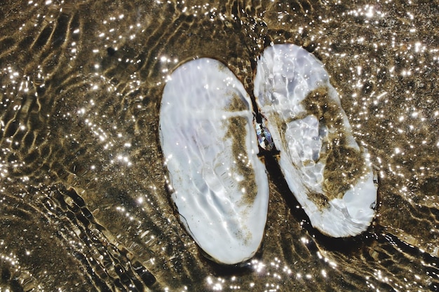 A side-by-side comparison showing healthy oyster shells versus thin, brittle oyster shells damaged by ocean acidification, visually demonstrating the reduced ability of shellfish to build and maintain their shells in more acidic waters.