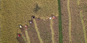 Sustainable Agriculture: Mitigating Climate Change in the US with New Farming Practices - Cover Image