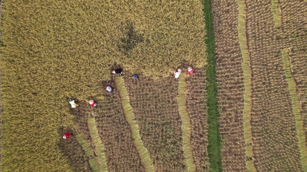 Sustainable Agriculture: Mitigating Climate Change in the US with New Farming Practices