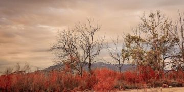 How Will Climate Change Impact US National Parks? - Cover Image
