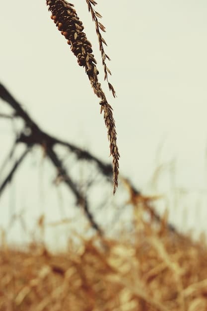 A composite image contrasting healthy crops with drought-stricken fields in the United States, highlighting the agricultural impact of climate change.