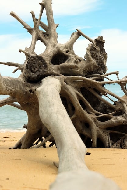 A close-up shot of a eroded beach with exposed tree roots and debris, highlighting the immediate impact of coastal erosion on the environment.