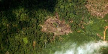 Amazon Deforestation: Climate Change & US Import Impacts - Cover Image