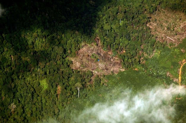 Amazon Deforestation: Climate Change & US Import Impacts