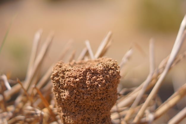 Close-up of a no-till farming operation in the US, showing crop residue covering the soil surface. The image highlights the benefits of no-till farming, such as reduced soil erosion, improved water infiltration, and carbon sequestration.