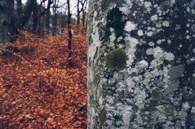 A before-and-after image showing the severe impact of bark beetle infestation on a once-healthy forest in a US national park, with the 